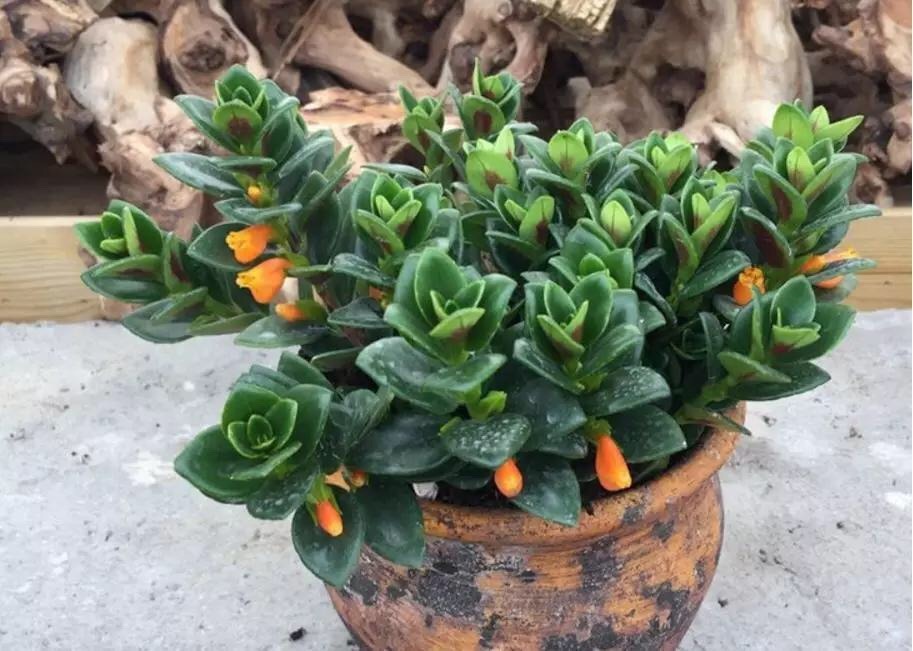 金鱼吊兰不开花用这种办法,猛爆“小金鱼”!