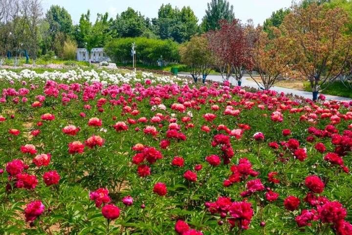 武俊|以花之名，遇见爱！泰山花海的“爱情花”进入盛放期啦