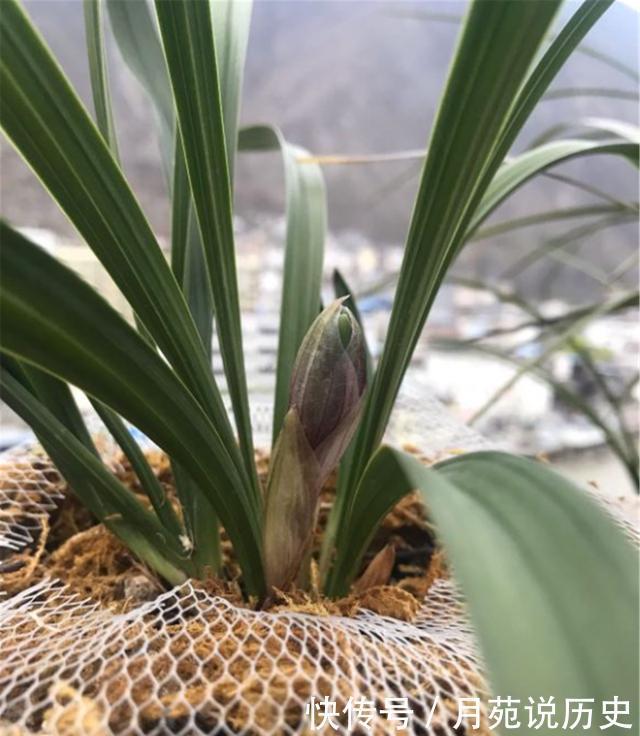 兰花本是“野草”，栽到盆里养不好，记住一个口诀，轻松养好兰花