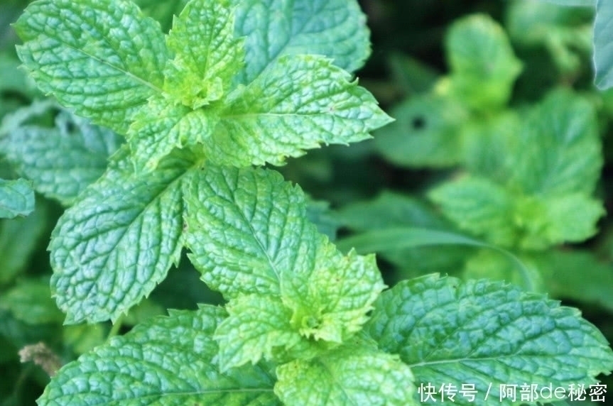 食物|有了痔疮不用割,常吃这几种食物,消肿化瘀,痔疮悄悄“溜走”