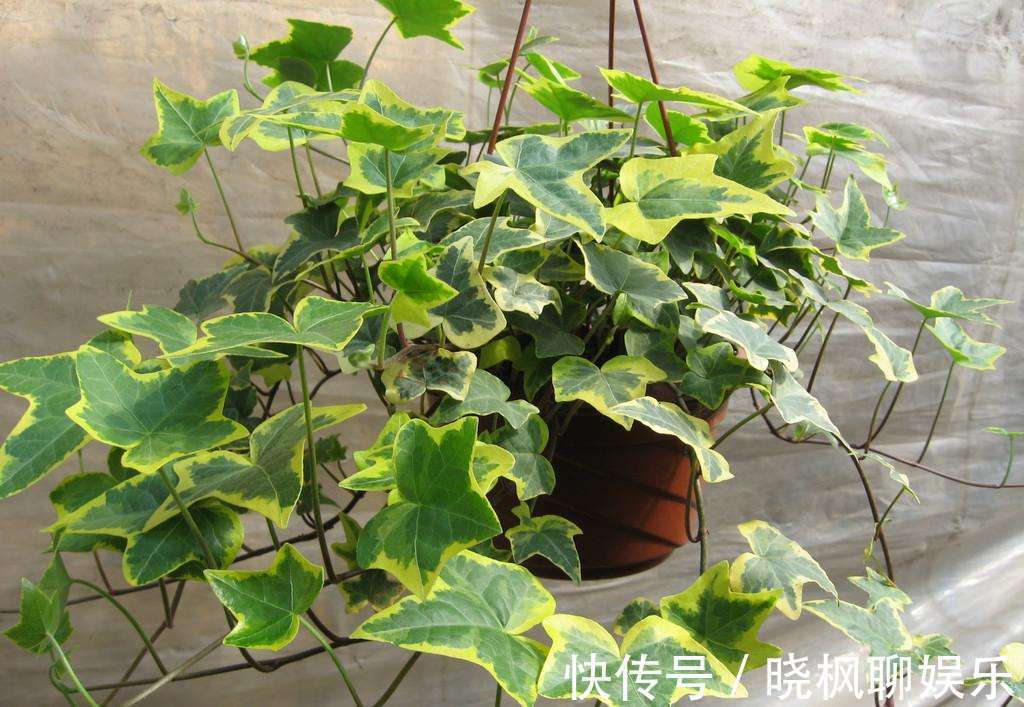 吊兰|不能对他太好,分分钟爬满你的家,停不下来!