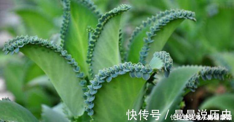 4种花自带财运，家里养一盆，招财纳福好运来，给点水就疯长！