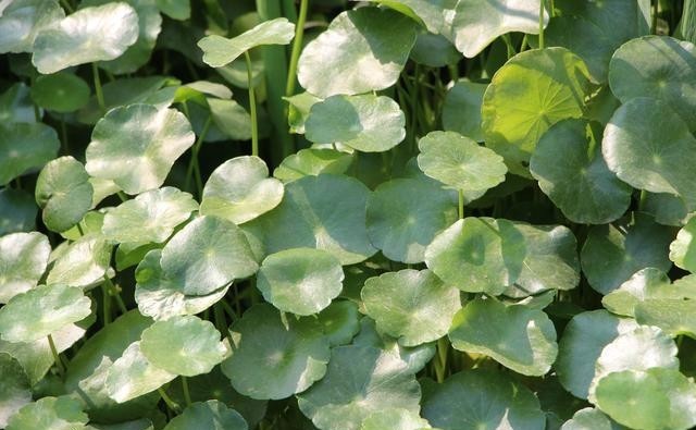 养护|铜钱草的养护方法和细节!