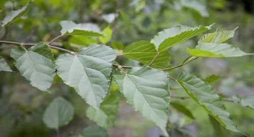 又称|桑叶又称“神仙草”,老中医这样吃桑叶,降血脂效果明显