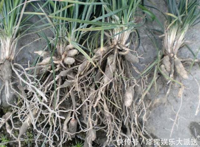 农村田野里，有1种“麦冬草”值钱，如今在公园也有，看到请保护