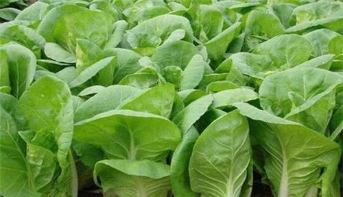 女性养生推荐常吃三种食物，补血益气，排毒抗衰老