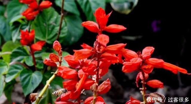 牡丹花|适合夏天养的花卉,枝繁叶茂开花爆盆,花大色艳花期长,漂亮极了