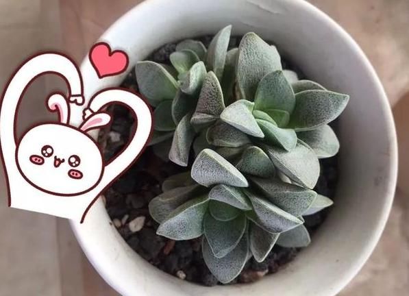  平静|遇见你真好！多肉让我得到了心灵的平静！