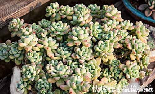 家里的多肉总是长不好?避开3个“陷进”,你可不要中招!