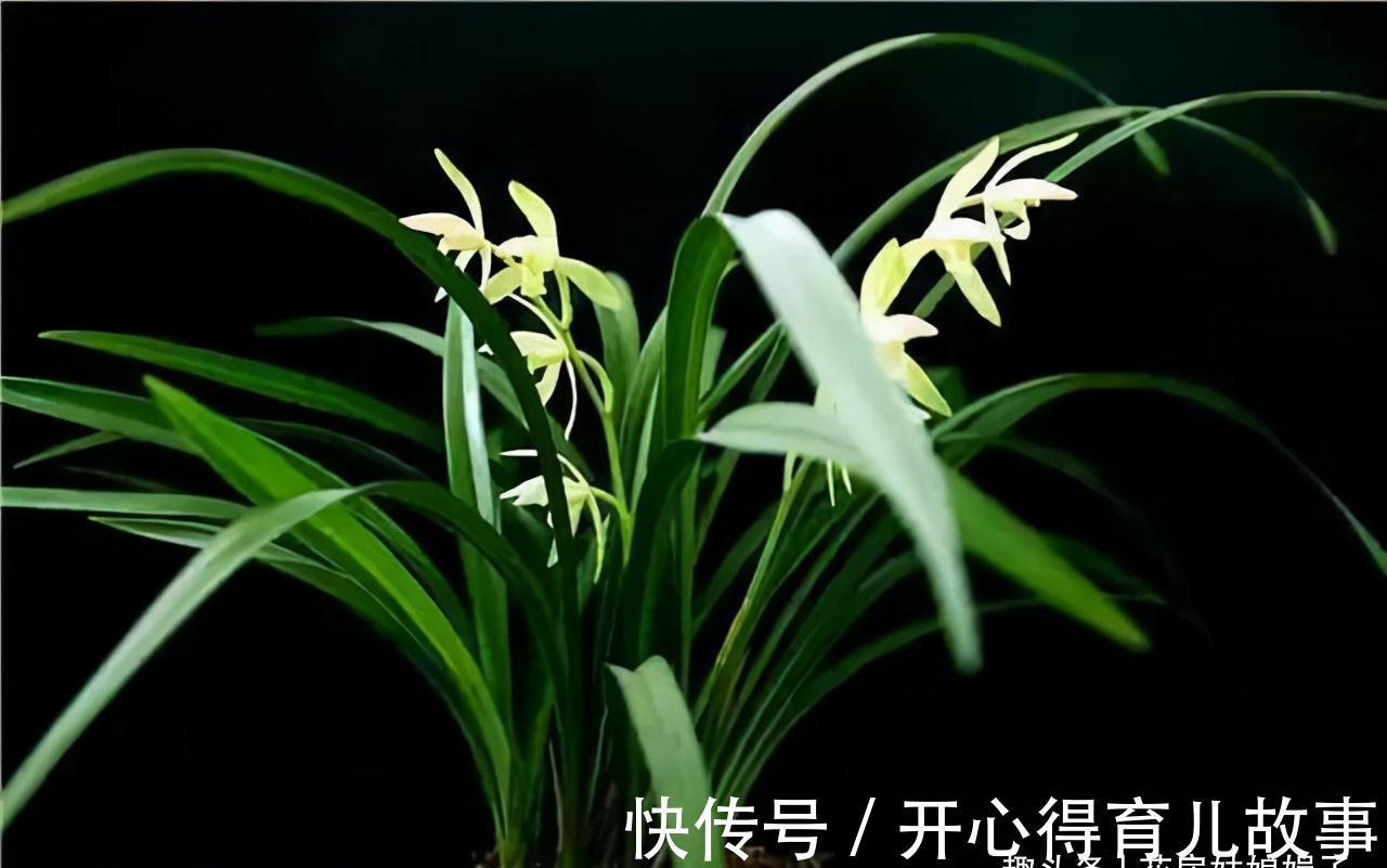 这八种花卉的香味堪比“香水”,阳台上栽一盆,花香就能飘满屋