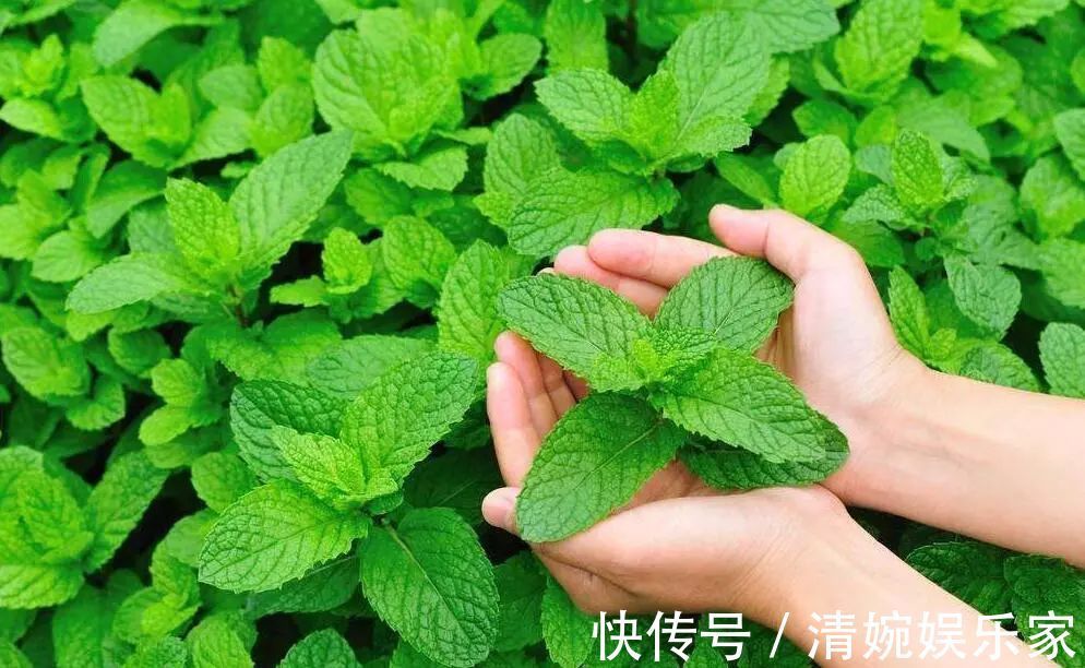本草纲目|一片薄荷9味药!薄荷的9大顶级妙用,9种不同功效,让你受用一生