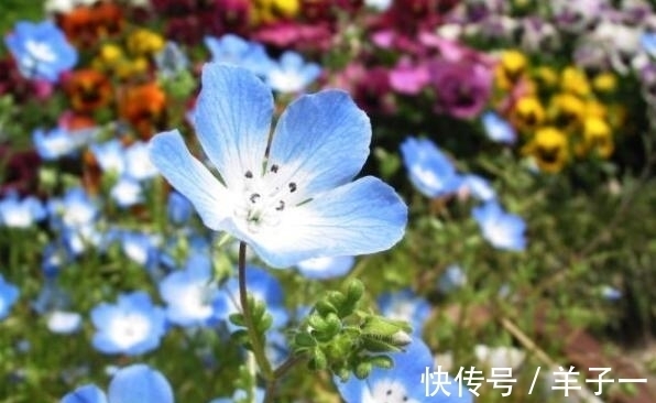 小雪后,养什么花?以下3种“健康花”,寓意健健康康平平安安