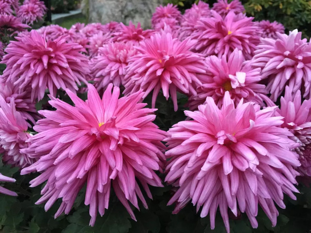 菊花|喜欢菊花,不如养盆“菊中珍品”胭脂红,花团锦簇,群芳争艳!