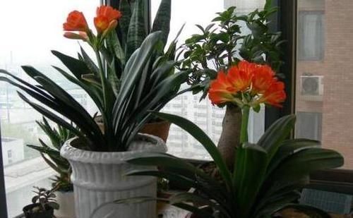 在家怎么养好君子兰记牢3点关键,叶片油绿、根满盆