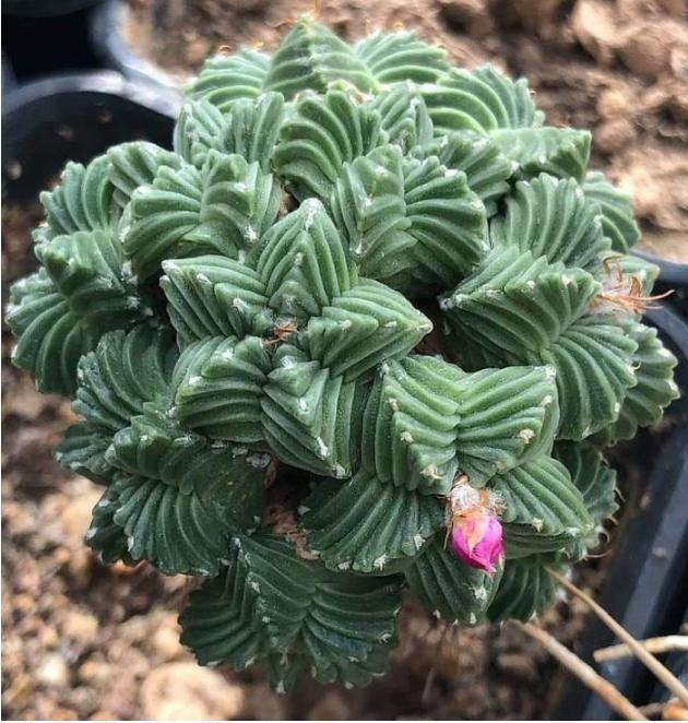 太空|来自“外太空”的多肉植物,估计你一个都不认识