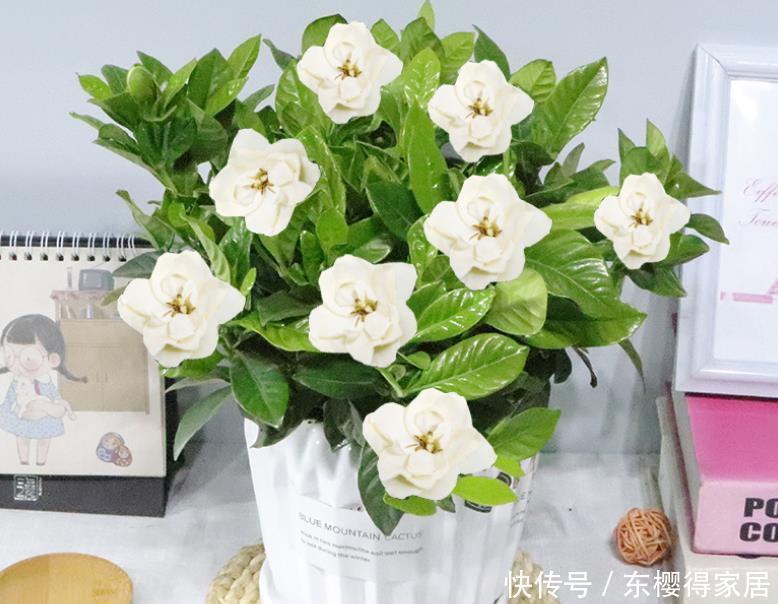 养护|3种花“清新脱俗”，不管养哪一种，都会觉得值得