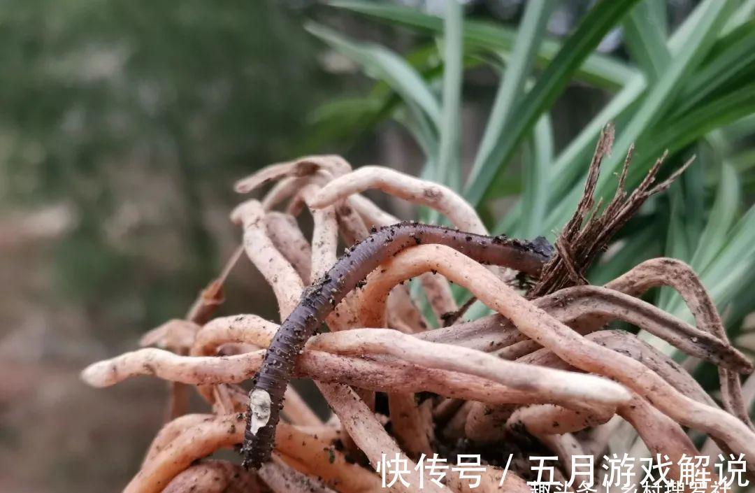 兰花|种植兰花，如果花盆中出现这两种现象，兰根茁壮兰苗旺盛就不难