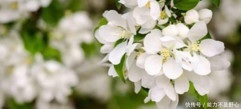 纳兰性德见到梨花纷纷飘落,想到了逝世的妻子,写下一首感人的词