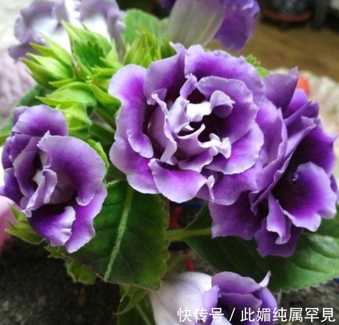 “4种花”好养又漂亮,开花不断,人见人爱,懒人新手都能养好!