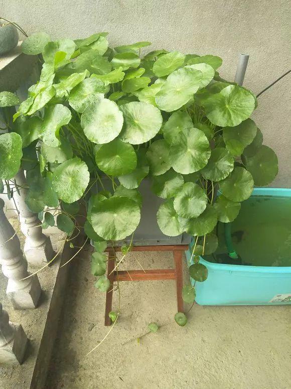 让铜钱草“爆盆”很简单,记住3个字剪、肥、水,叶子挤满盆