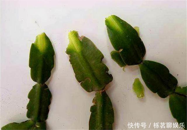 根系|蟹爪兰花后养护很重要，仅仅修剪还不够，做好这4点，开花大又多