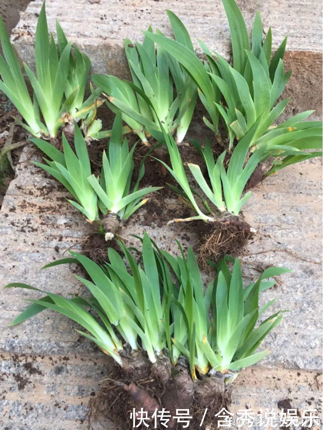 风信子|懒人适合养什么花,浇水少,不挑土,它比人还懒!