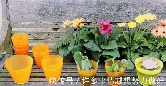 太阳花|5种花开完后，剪下的枝条不要扔，活性高适合扦插，一插一大盆
