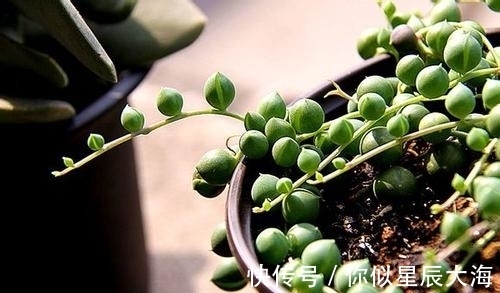 多肉|室内的“3种耐阴多肉”,光线不强也能养爆盆,朋友看到都夸漂亮