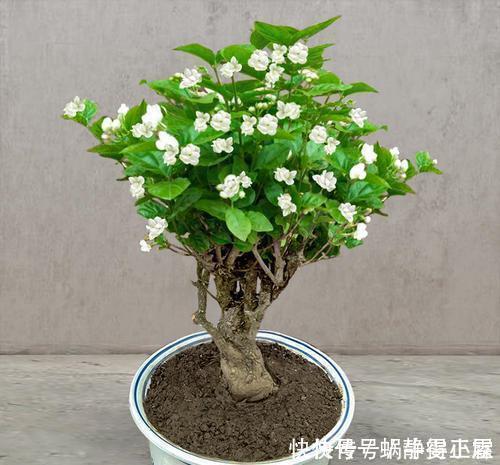 这花要勤修剪,不能养太老,越老开花越少,最后长成木疙瘩!