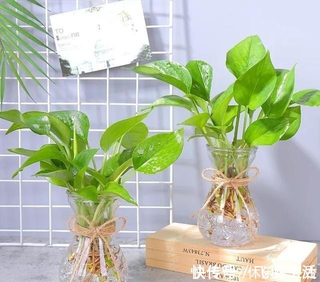 绿萝|这4种花 剪一段枝条丢水里就生根 家中绿意盎然！