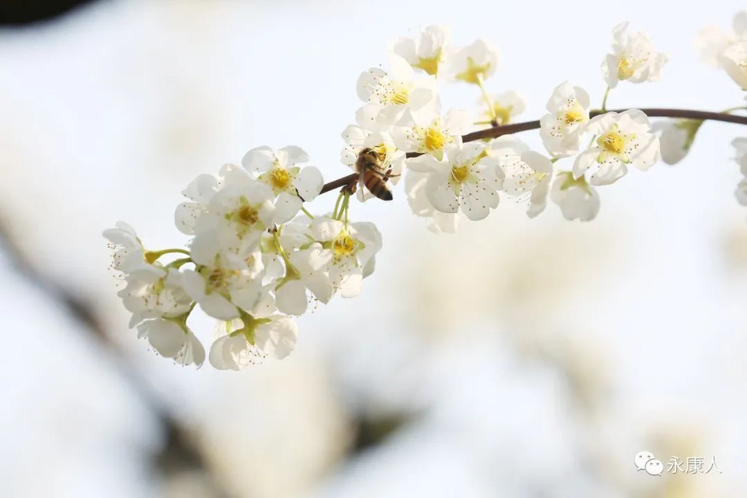 春光乍泄！永康这个村“藏”不住了！