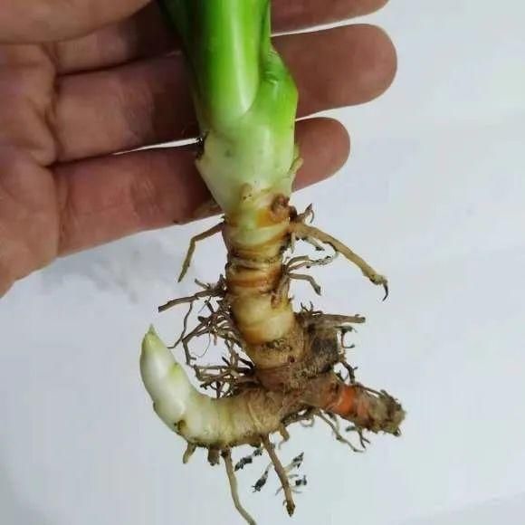 虎皮兰,红掌,吊兰养成老桩,变成大树,真壮观