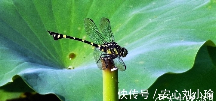 自然风光|常庄掠影：浓郁的乡村自然风光