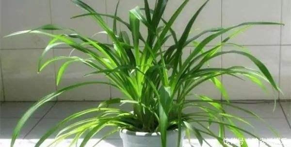 光照|吊兰“干尖黄叶”，注意3个方面“不达标”，别忽视！