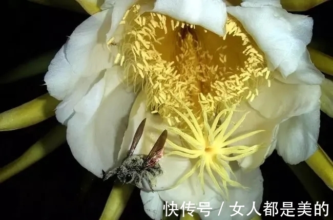 棘唇石豆兰|好丑!好臭!你没看错,我说的是兰花