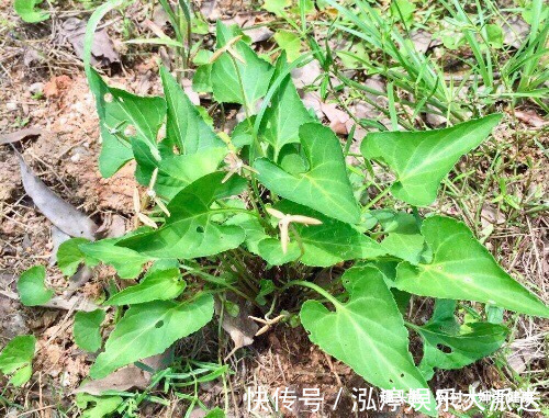 乳腺癌|夏天湿天，乳腺癌高发期，多食此野菜，防子宫癌，清走子宫细菌
