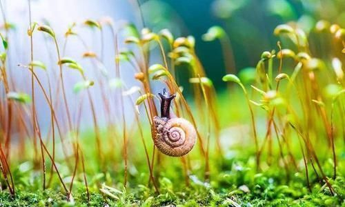 蒲公英|春季是养肝“黄金期”,多吃三种路边菜,养肝护肝,身体更健康