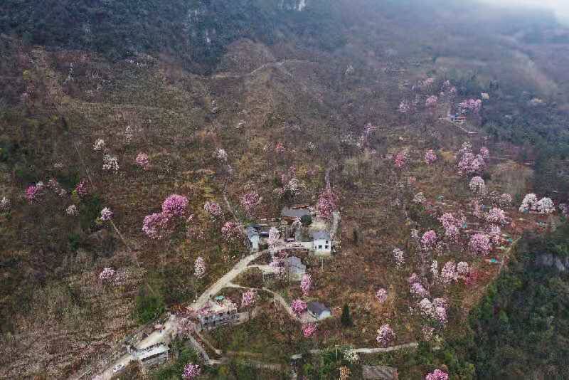 中年|春天里与辛夷花有约 四川北川辛夷花生态旅游节开幕