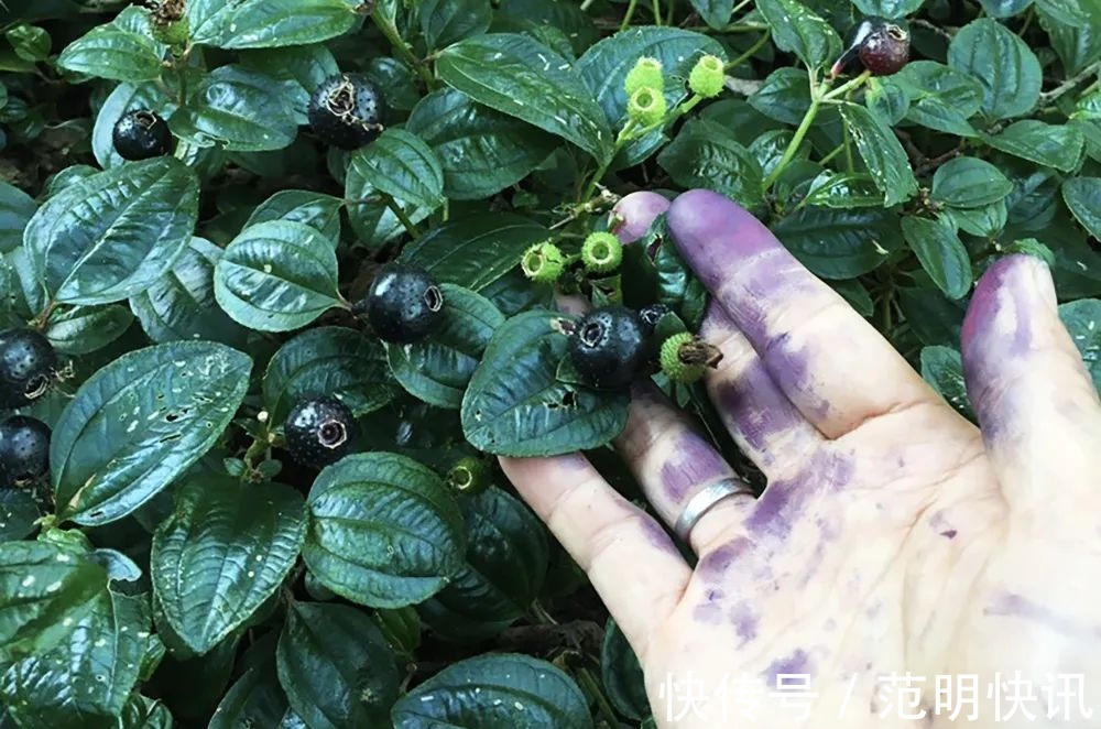 果汁|浑身是刺,吃了舌头会变黑,却是高钙野果,如今市场30元一斤