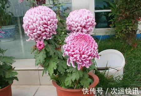 菊花不开花把握“2多一少”常剪枝，大花苞满枝头，又大又香