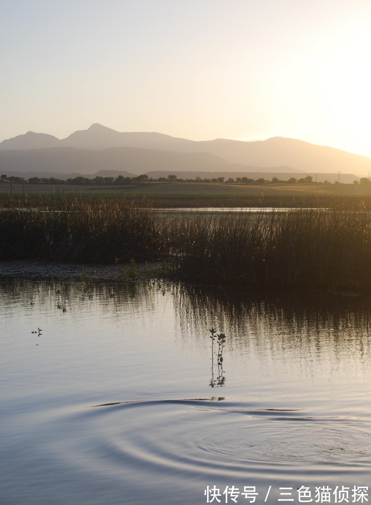 魂魄@李商隐凭吊屈原的一首诗,只短短4句,读来惆怅悲切,感慨万分