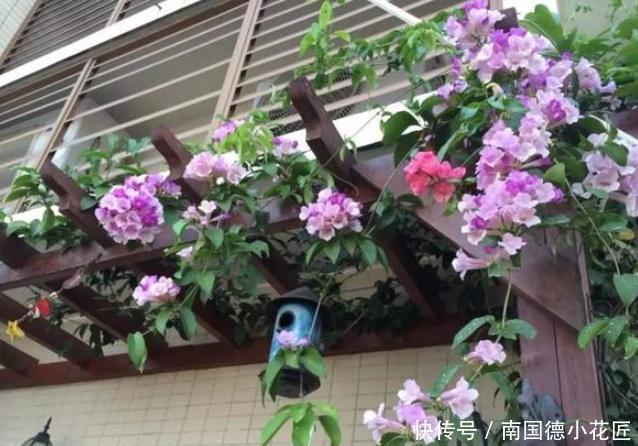 长成|阳台上养蒜香藤,教你4招让盆栽从春开到冬,轻松长成一株老桩