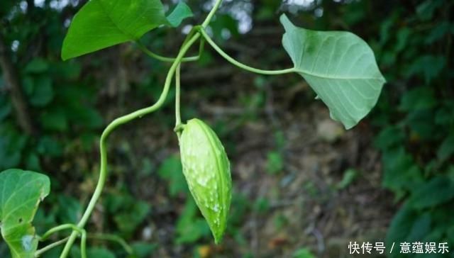 何首乌|这种植物外形像“何首乌”，长出的果实却只吃外皮，农村娃都吃过
