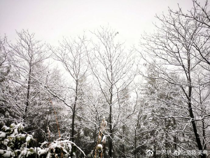 森林|湖南多地迎来2020年下半年来首场降雪 ·雪中的神秘森林