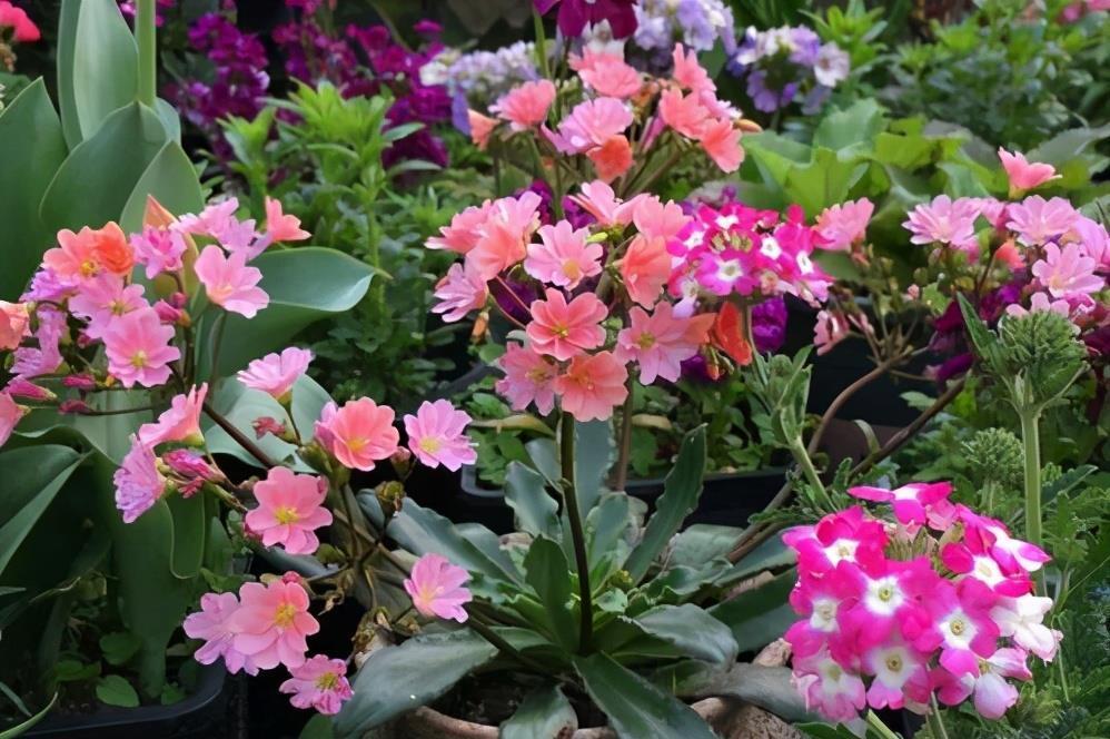 赏花|4款可以开花的多肉植物，观叶赏花都好看，皮实好养，适合新手