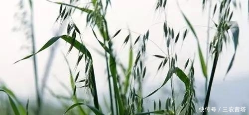 老中医|农村有几类野草,一个比一个出名,老中医最是喜爱!