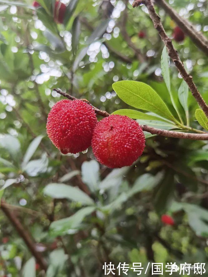 梅雨时节 邂逅苏轼笔下的梅雨诗词 全网搜