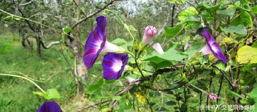 盆盆|秋冬养花,此“3种”不能养,盆盆是“毒花”,2克就中毒