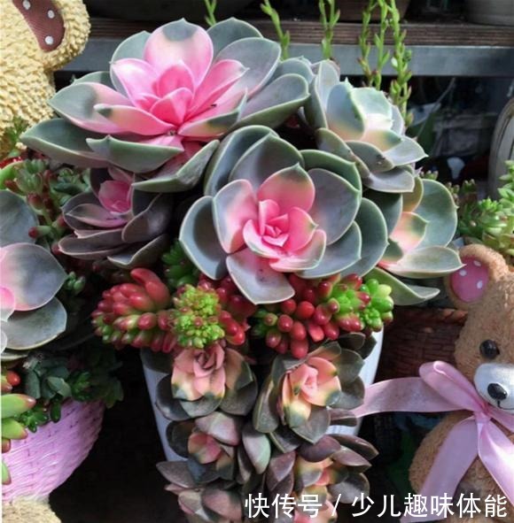 他养多肉,花盆“砸”破才种,长出来的多肉比老桩美,太有创意!