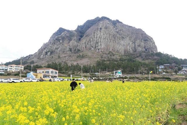 韩国济州岛油菜花盛开 春色秀美如画